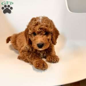 Tao, Mini Goldendoodle Puppy